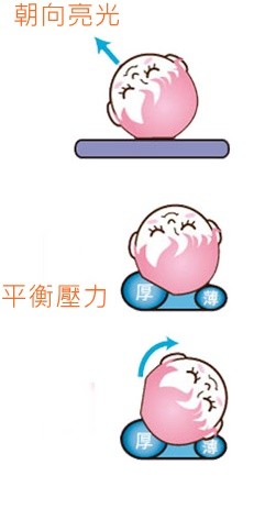 ESMERALDA 日本製✭甜甜圈寶寶頭形枕