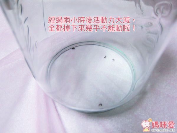 【All.Belle® 愛比堤】除蟎防蚊絲布