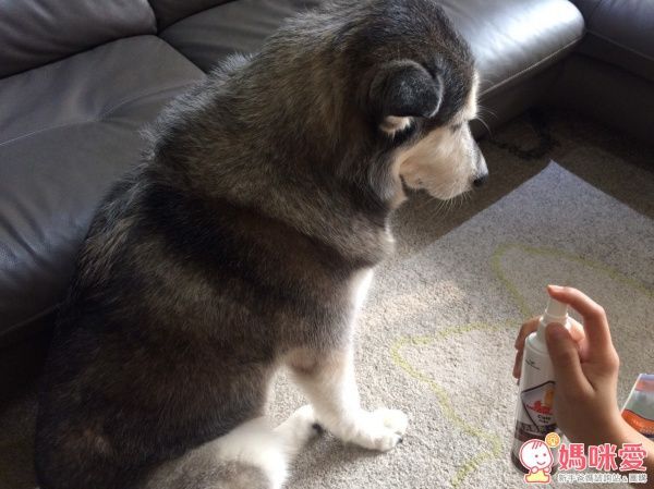 台灣可林細菌病毒剋星