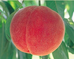 ㊣日本最高等級特秀水蜜桃㊣山梨縣/長野縣空運直送♥