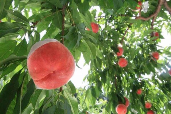 ㊣日本最高等級特秀水蜜桃㊣山梨縣/長野縣空運直送♥