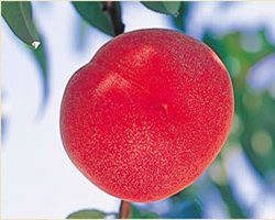 ㊣日本最高等級特秀水蜜桃㊣山梨縣/長野縣空運直送♥