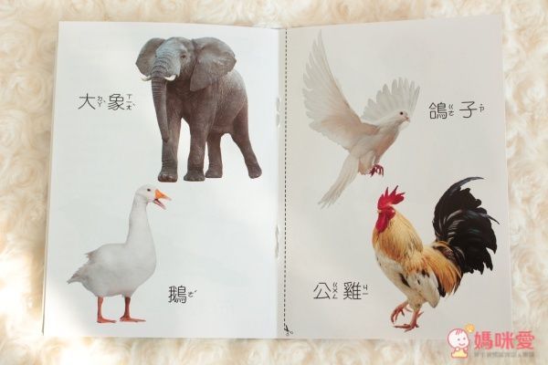 小帽T熊安撫音樂搖鈴