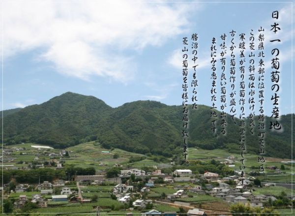 日本山梨縣晴王麝香葡萄