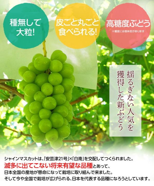 日本山梨縣晴王麝香葡萄