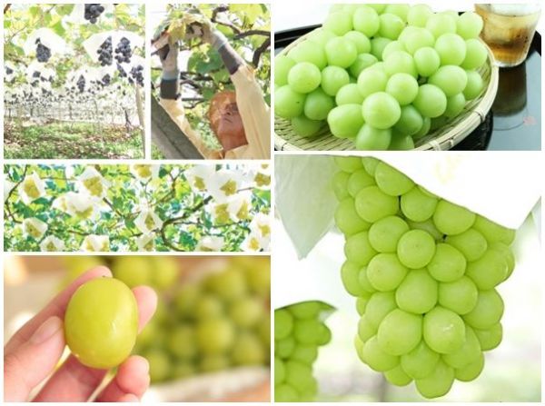 日本山梨縣晴王麝香葡萄