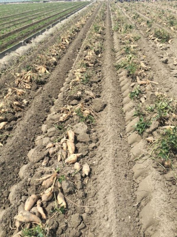 農大夫自然農法美食