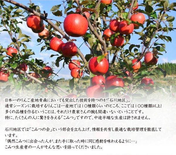 日本超級全蜜蘋果♛青森縣空運直送