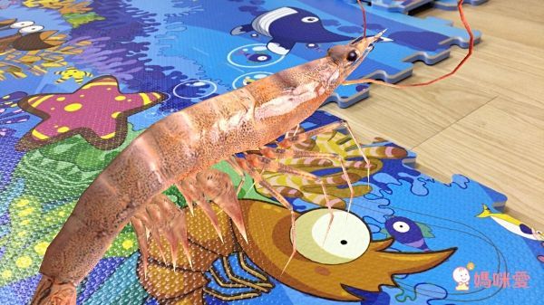 【SUNTA】安全無毒拼接地墊 / 遊戲墊