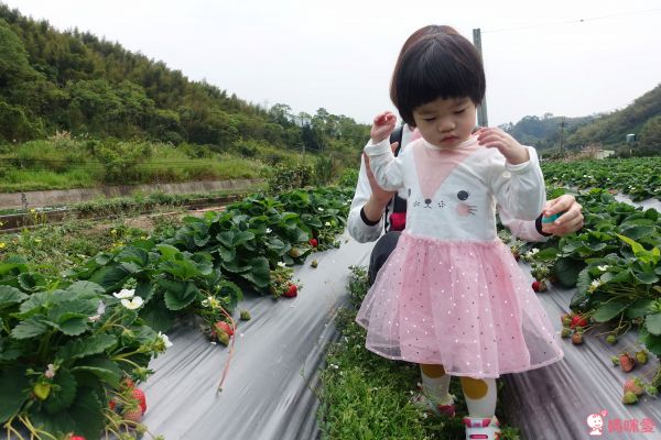 優惠出清★韓國 bebezoo 可愛童裝 ✖ Nichola 超萌童襪