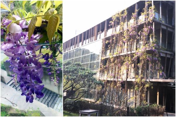 苗栗【泰安觀止溫泉會館】頂級泡湯親子之旅