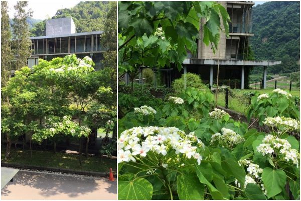 苗栗【泰安觀止溫泉會館】頂級泡湯親子之旅