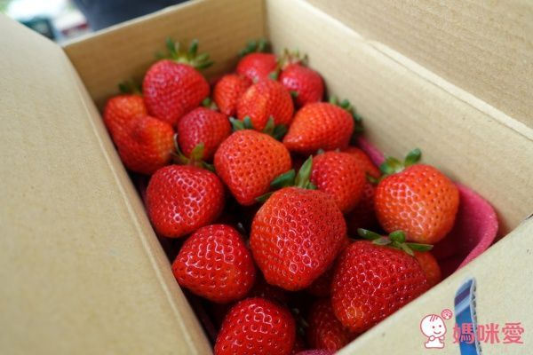 苗栗【泰安觀止溫泉會館】頂級泡湯親子之旅