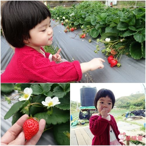 苗栗【泰安觀止溫泉會館】頂級泡湯親子之旅