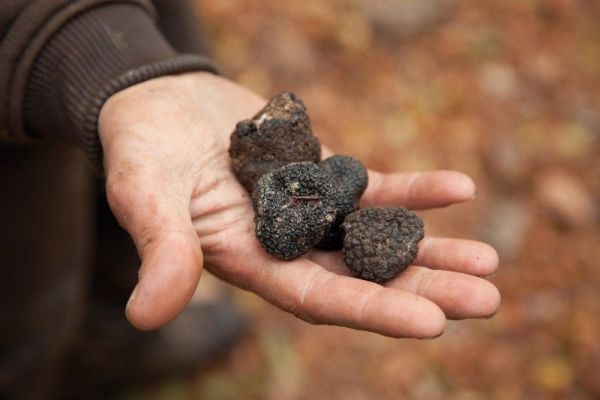 歐陸獨特傳統食材❤義大利頂級松露醬 X 西班牙米其林御用鹽之花
