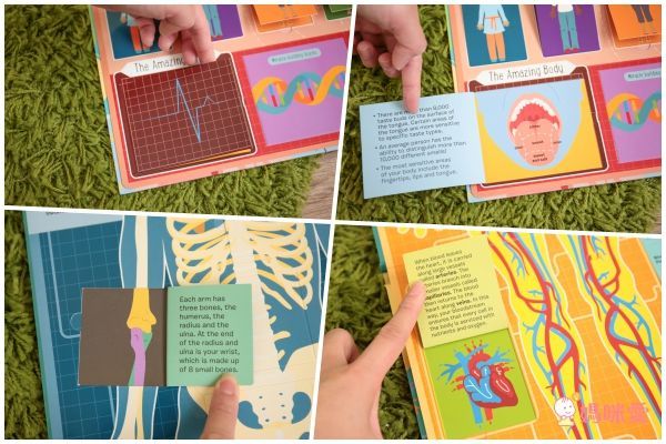 CP值爆棚★世界七大洲紙板翻翻書 A Lift the Flaps Books▶知識度200%！大人也折服！