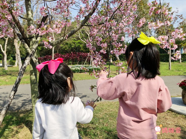 小星星 les petites étoiles 手工蝴蝶結髮飾