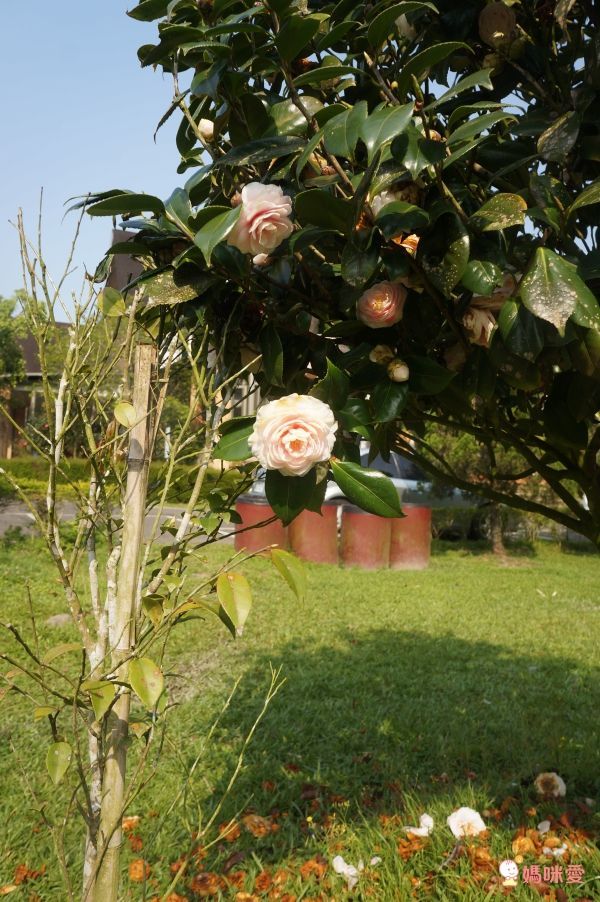 南投日月潭晶園休閒渡假村 ★一泊二食超值53折★