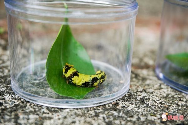 美國 Educational Insights - 小小探險家-昆蟲研究站