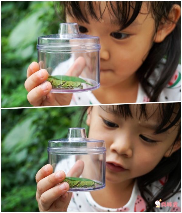 美國 Educational Insights - 小小探險家-昆蟲研究站