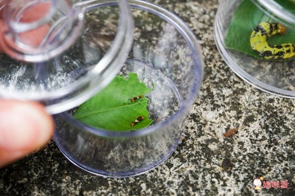 美國 Educational Insights - 小小探險家-昆蟲研究站