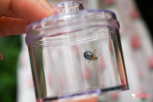 美國 Educational Insights - 小小探險家-昆蟲研究站