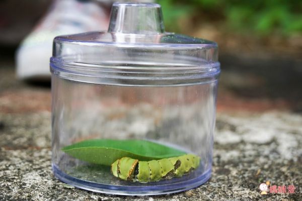 美國 Educational Insights - 小小探險家-昆蟲研究站