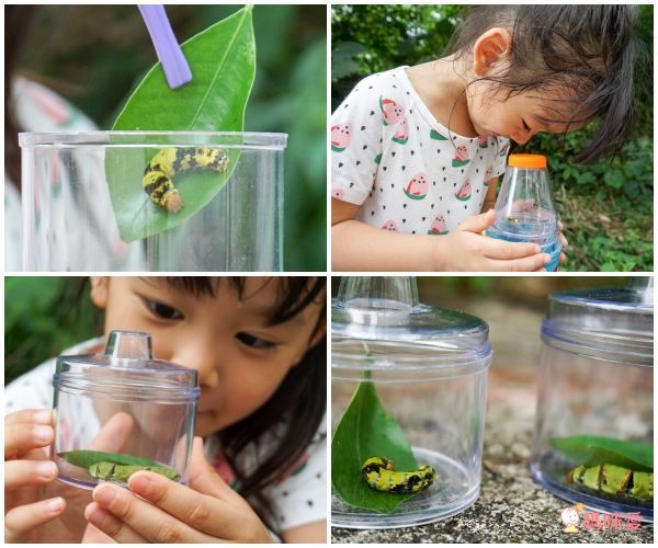 美國 Educational Insights - 小小探險家-昆蟲研究站