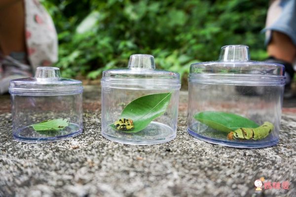 美國 Educational Insights - 小小探險家-昆蟲研究站