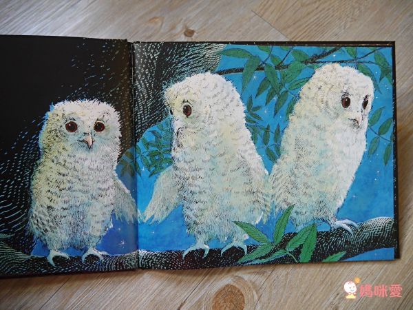 小貓頭鷹