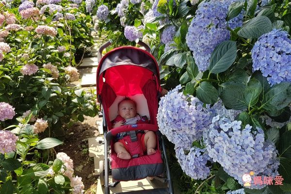 【chicco】New Liteway2 樂活輕便推車