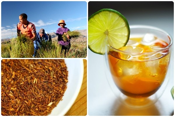 生態綠南非國寶茶