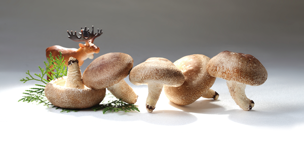 鹿窯菇事有機乾冬菇