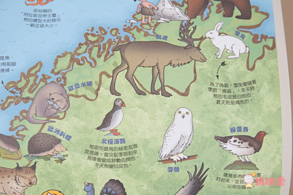 10理由讓你愛上動物!【閣林文創 】生命教育最佳入門書 / 環遊世界之旅 / 恐龍繪本♕大孩子一定要入手的暢銷套書!