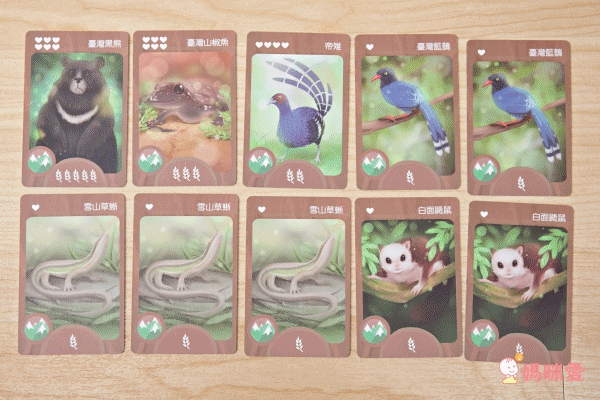 自然科學博物館授權【臺灣特有種】親子桌遊，認識台灣本土物種