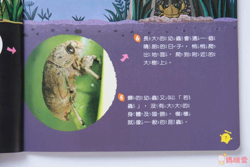 2021【康軒雜誌】跟團即送：【生活數學遊戲寶盒+新期刊】