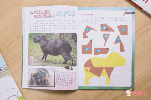 小牛頓科學教育有限公司 - PLAY&LEARN套書-平裝/附注音/貼紙+紙卡-全彩 (5-8歲)-全套二冊