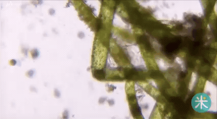 台大研發【行動顯微鏡】只有口紅般大小！