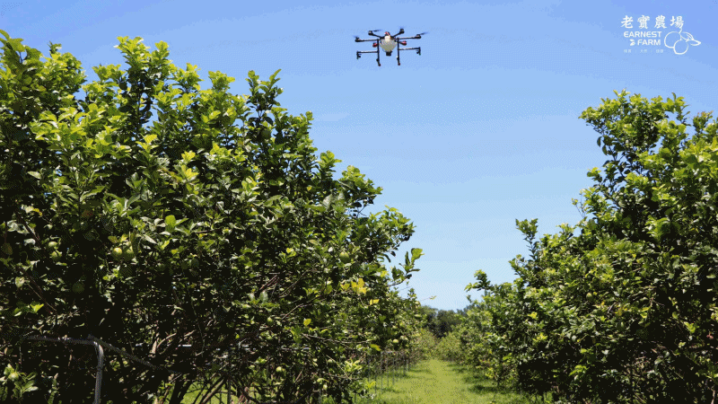 全團免運！【老實農場】檸檬冰角－100%檸檬原汁