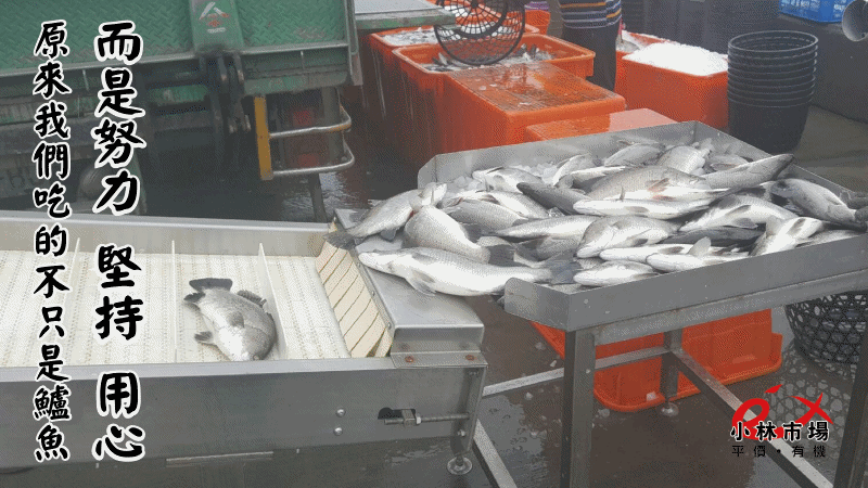 破1000好評推薦【小林市場】高品質海鮮、副食品魚片