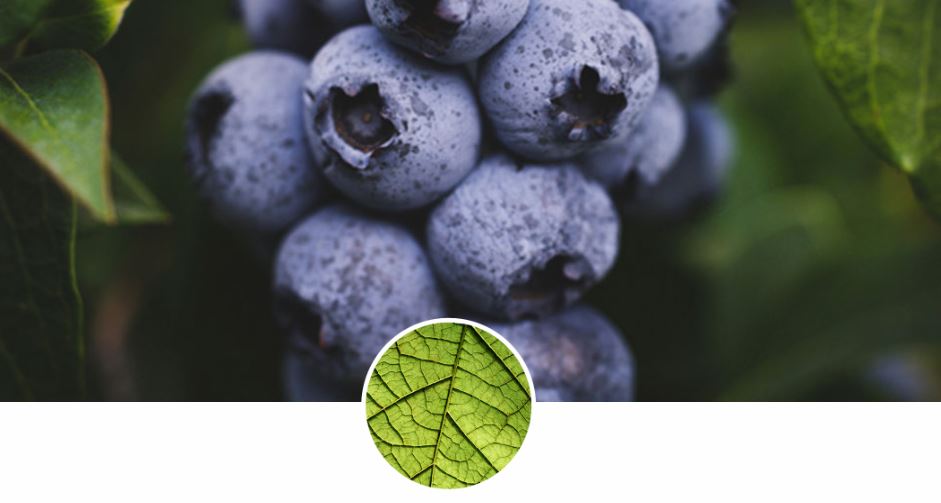 加拿大 ATTITUDE 艾特優 - 嬰幼兒身體乳-無味-473ml