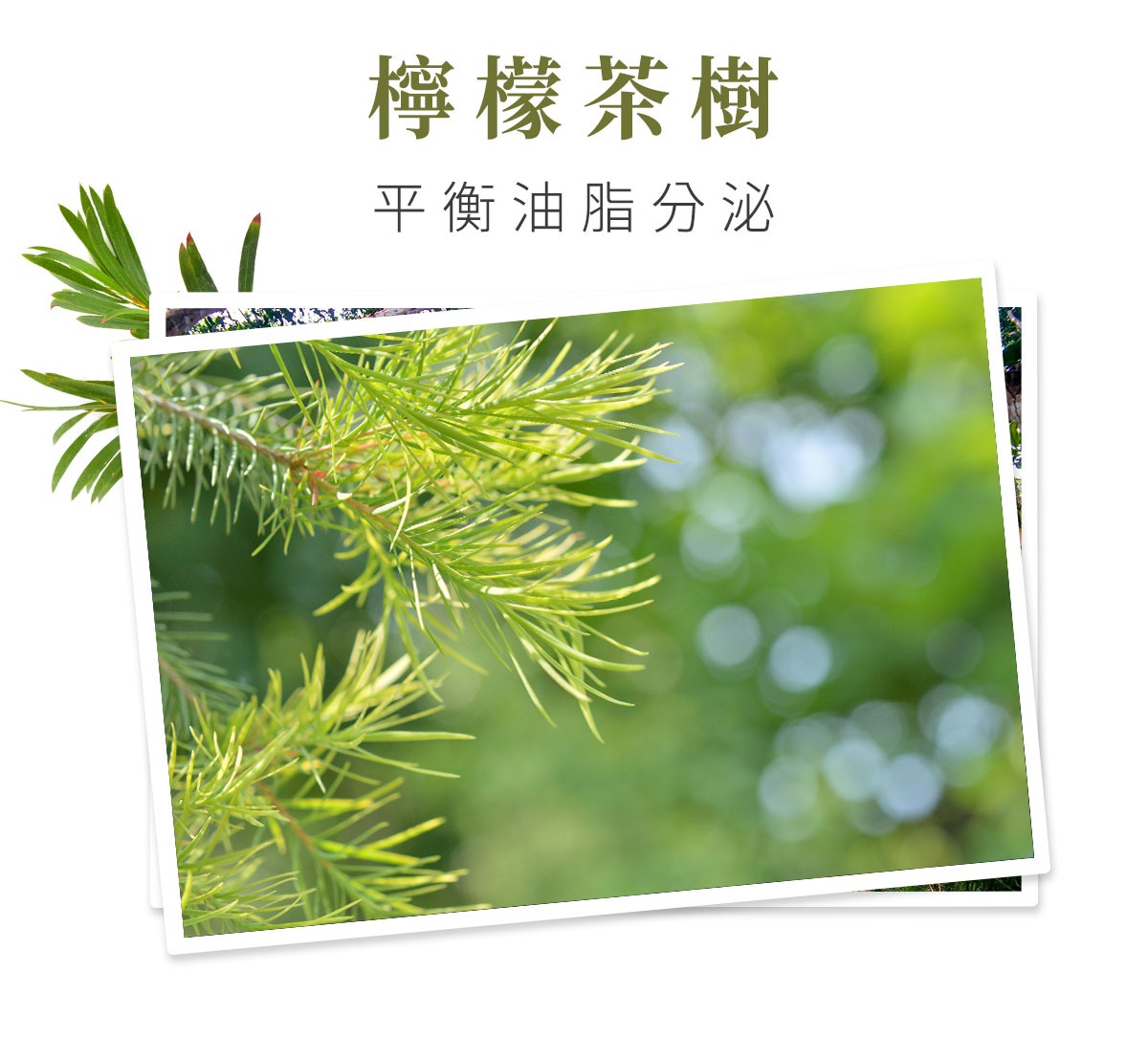 童顏有機Inna Organic - 檸檬茶樹平衡控油洗髮精-250ml