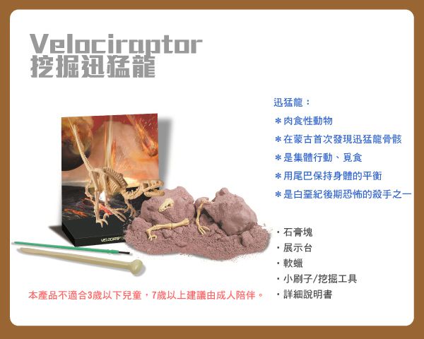 香港4M創意玩具 - 挖掘迅猛龍 Velociraptor Skeleton