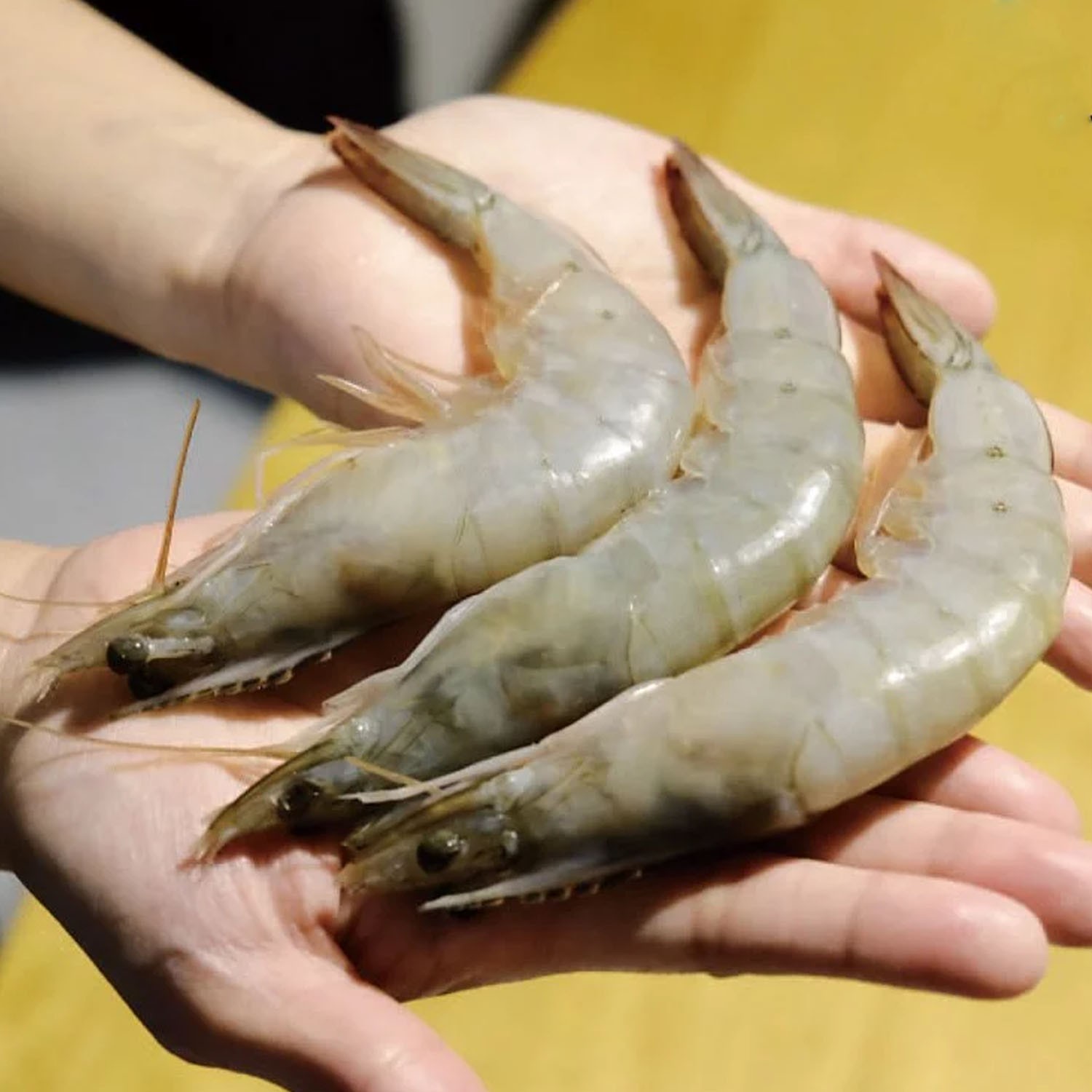 美洲白晶蝦 20/30-特大 (約10-15隻)-500g/盒