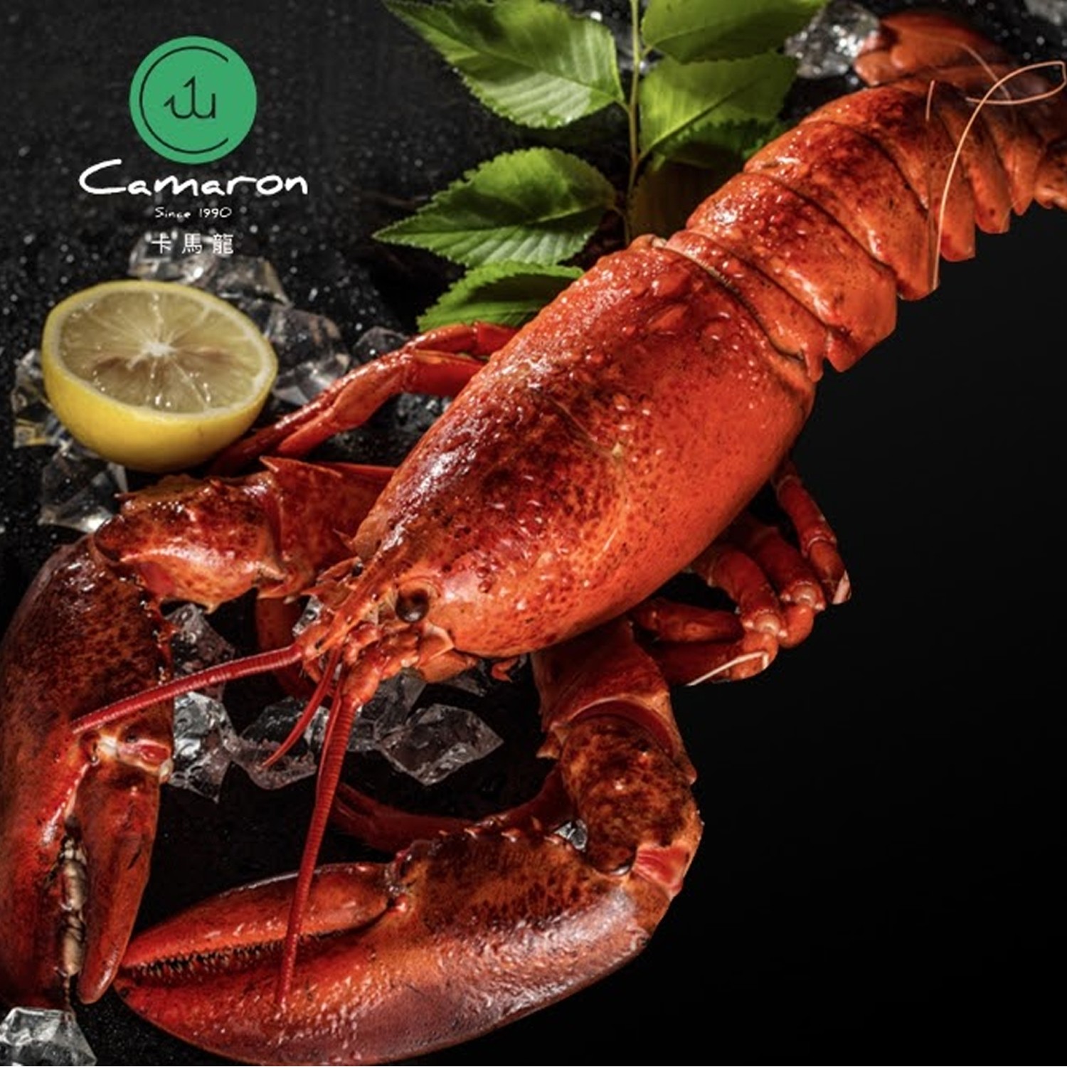 嚴選-生凍加拿大波士頓龍蝦(非真空)